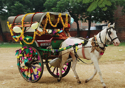 Horse Cart Riding