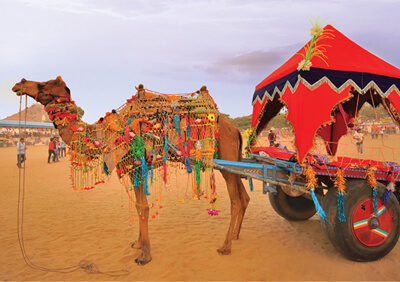 Camel Cart Ride