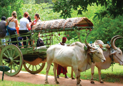 Bullock Cart Ride