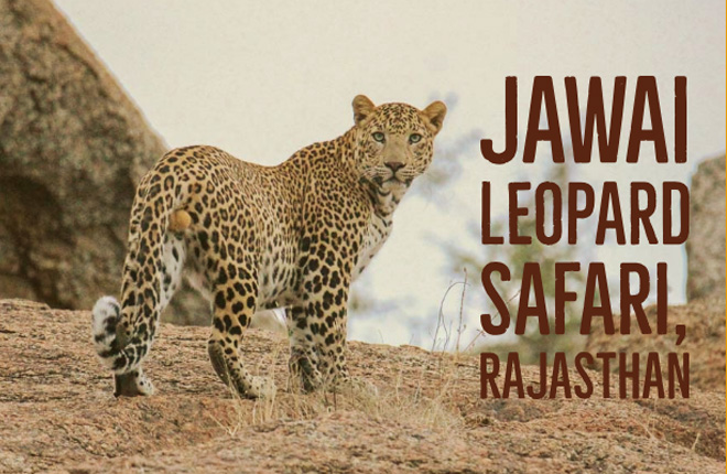 Jawai Bandh Leopard Conservation Reserve, Rajasthan