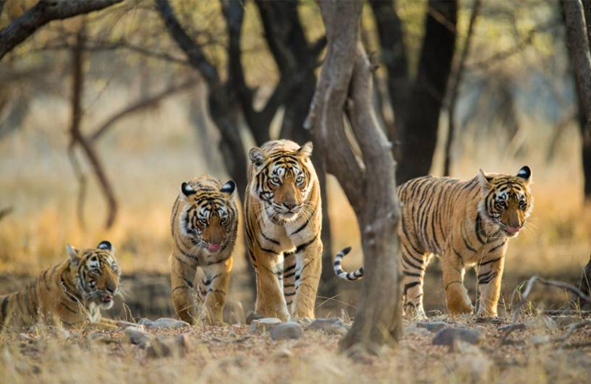 Ranthambore: Wildlife Safaris and Nature Retreats