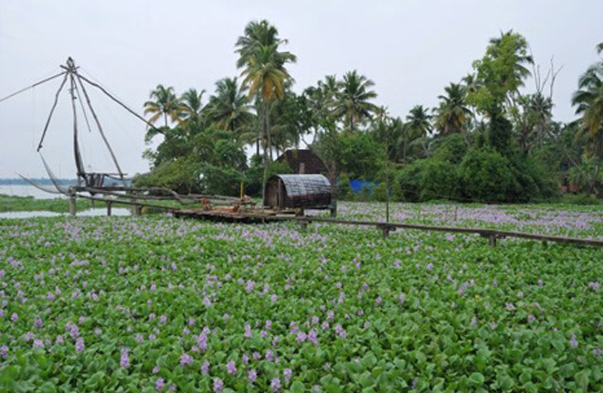 Kumbalangi